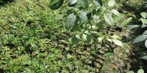 Betel Plant