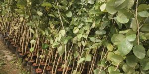 Red Sandalwood Plant