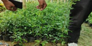 Grafted Pomegranate Plant