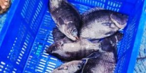 Fresh Tilapia Fish