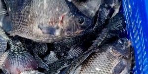 Live Tilapia Fish