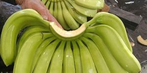 A Grade Fresh Raw Green Banana