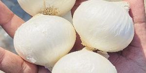A Grade Fresh White Onion