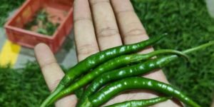a Grade Fresh Green Chilli