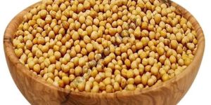 Organic Yellow Mustard Seeds