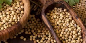 Dried Coriander Seeds