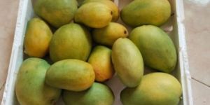 Fresh Kesar Mango