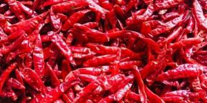 Stemless Guntur Dry Red Chilli
