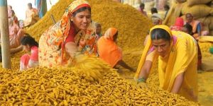Lakadong Turmeric Finger
