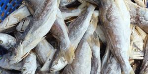 Yellow Crocker Dry Fish