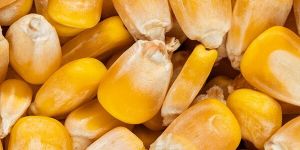 Yellow Maize Seeds