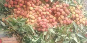 Litchi