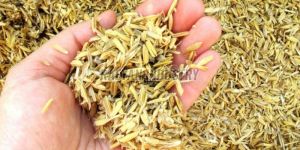 Rice Husk