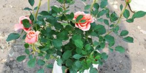 Well Watered Rose Plant