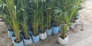 Areca Palm Plant