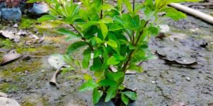 Multicolor Garden Plant