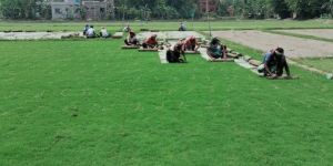 Natural Selection Number 1 Grass