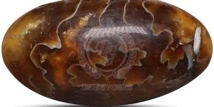 TGM 0712 Brown Ammonite Oval Gemstone