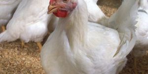 White Live Broiler Chicken