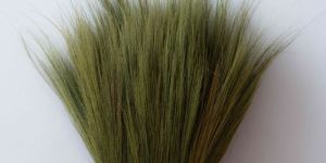 Broom Grass