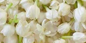 Fresh Jasmine Flower