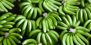 Fresh Cavendish Banana