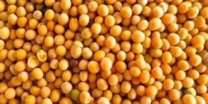 Yellow Mustard Seeds
