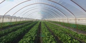 Shade Net House for Strawberry Orchard Structure