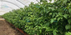 Single Span Poly Tunnel Structure