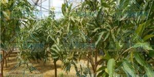 Shade Net House for Mango Farming Orchards