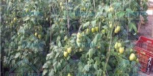 Shade Net House for Tomatoes