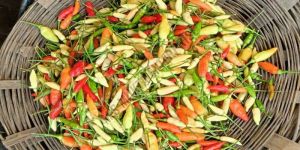 A Grade Bird's Eye Chilli