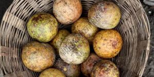 A Grade Brown Wood Apple