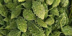 A Grade Fresh Bitter Gourd