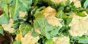 a Grade Fresh Cauliflower