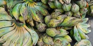 a Grade Fresh Green Banana