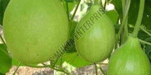 A Grade Fresh Round Bottle Gourd