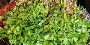 Green A Grade Coriander Leaves