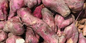 Red A Grade Sweet Potato