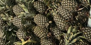 Fresh Pineapples
