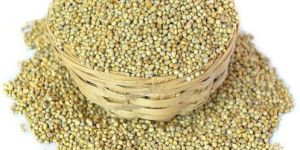 Pearl Millet Seeds