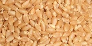 Sharbati Wheat Grain