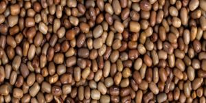 Moth Bean Seeds