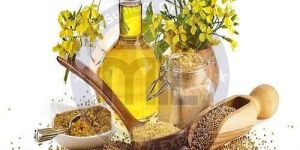 Yellow Mustard Oil