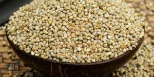Hybrid Pearl Millet