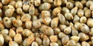 Indian Pearl Millet
