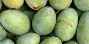 Green A Grade Malda Mango