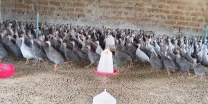 1 Month Guinea Fowls Chicks