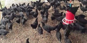 Black 1 Month Kadaknath Chicks