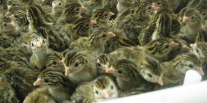 Day Old Guinea Fowl Chicks